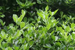 Pleiospermium alatum